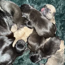 BLACK FEMALE PUG PUPPIES NEAR BOSTON