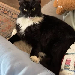 Domestic Shorthair needing a new home for FREE