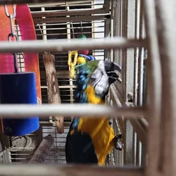 2 Mature Male Maccaws