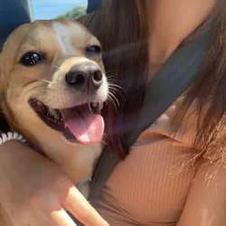 Dog for sale