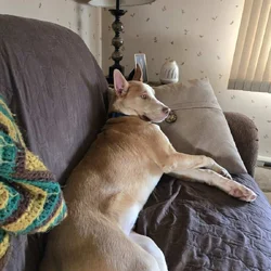 Siberian Husky mix