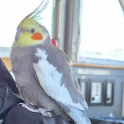 Male Cockatiel with cariers and food!