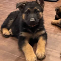AKC German Shepherd Puppies