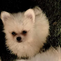 Female Pomeranian Puppy