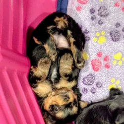 Morkie Puppies - 3 males available