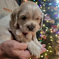 CKC registered Cocker Spaniel Puppy