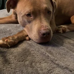 Rehoming stitch the loving playful family dog