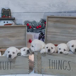 Christmas Puppies Available
