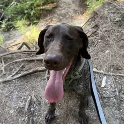 Male German Shorthaired Pointer puppy