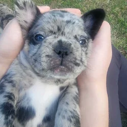 AKC French Bulldog Puppies - Ready NOW!