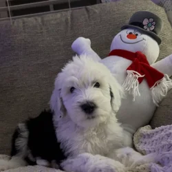 Sheepadoodle Male Puppy 1