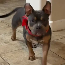 Pocket Bully for sale