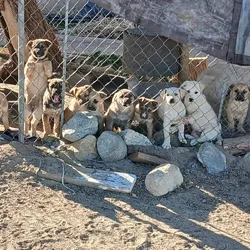 10 puppies for furever homes
