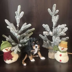 Cavalier King Charles