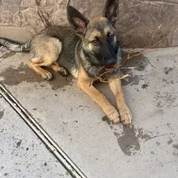 Small Homing Fee Malinois Mix