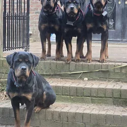 AKC Registered Rottweiler Puppies