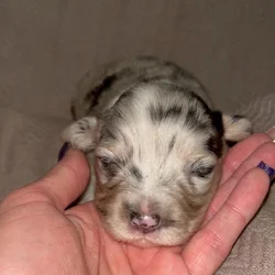 Beautiful Merle corgis and tri corgis for sale