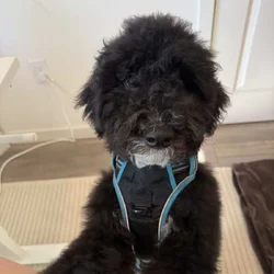 5 Month Old Bernedoodle Male