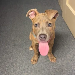 Bluenose pitbull for sale ! 10 months