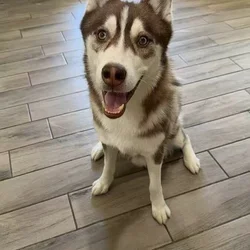 Siberian husky brown
