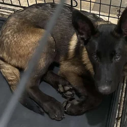Taz Belgian Malinois