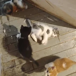 Free Kitties