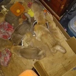 Japanese Akita/German Shepherd puppies