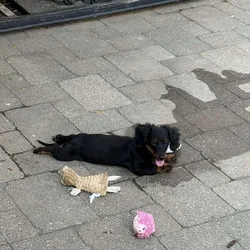 Coco Chanel