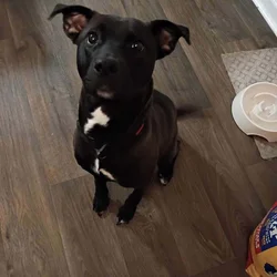2 year old lab/pit
