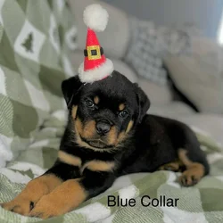 AKC Rottweiler Puppies