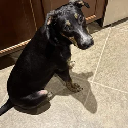 Rehoming our 5 month old puppy
