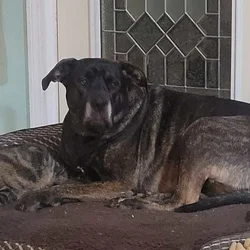 Female, large mixed breed, 3yrs old