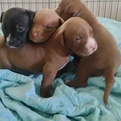 American pitbull terrier