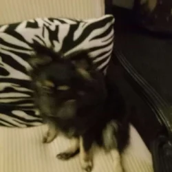 Pomeranian