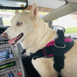 Female White Siberian Husky