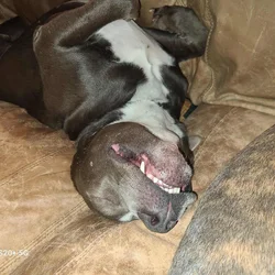 Rehome Xan