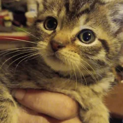 Kittens for sale to go to good homes