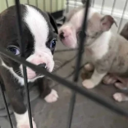frenchton pups