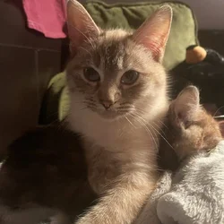Beautiful Siamese female kitten