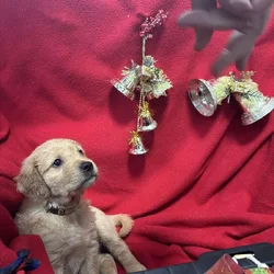Golden Retriever puppies for sale before Christmas