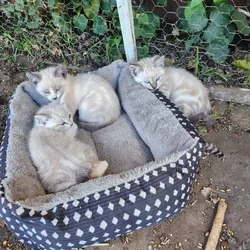 FREE CUTE KITTENS