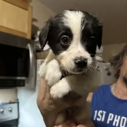 Puppies for sale
