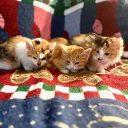 3 KITTENS AVAILABLE FOR ADOPTION. CALICO + ORANGE