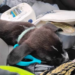 Puppy for good home