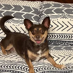 Adult Chihuhua Mix Looking for Loving Home