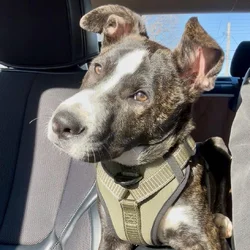 🎙️ Meet Draco — a 6-month-old brindle Pitbull-Box