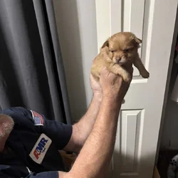 Pom/Chi puppies