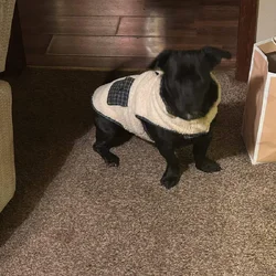 4 year old jack russell lab