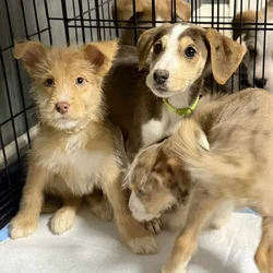 Beautiful Blue-Eyed & Merle Puppies