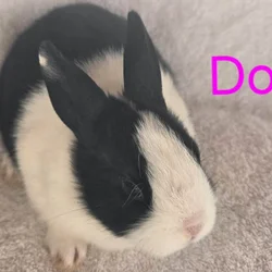 Baby Dutch Rabbits for Christmas...Ready Dec 15